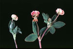 wl_AlsikeClover.jpg